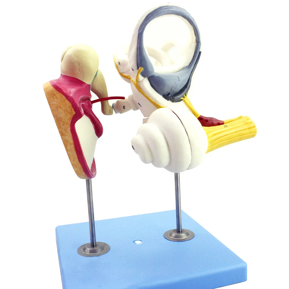 Human inner ear lost auditory small bone tympanic membrane Cochlea model, ENT doctor-patient communication teaching aids