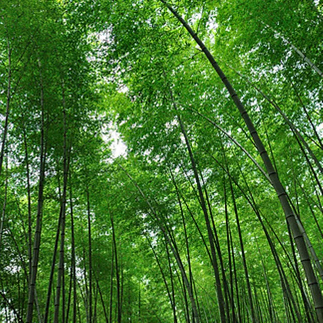 Kerti Ültetés Phyllostachys Heterocikla Zöld Szuper Magas Növények Bambusz Hajtásokat Termeszthetnek - Image 4