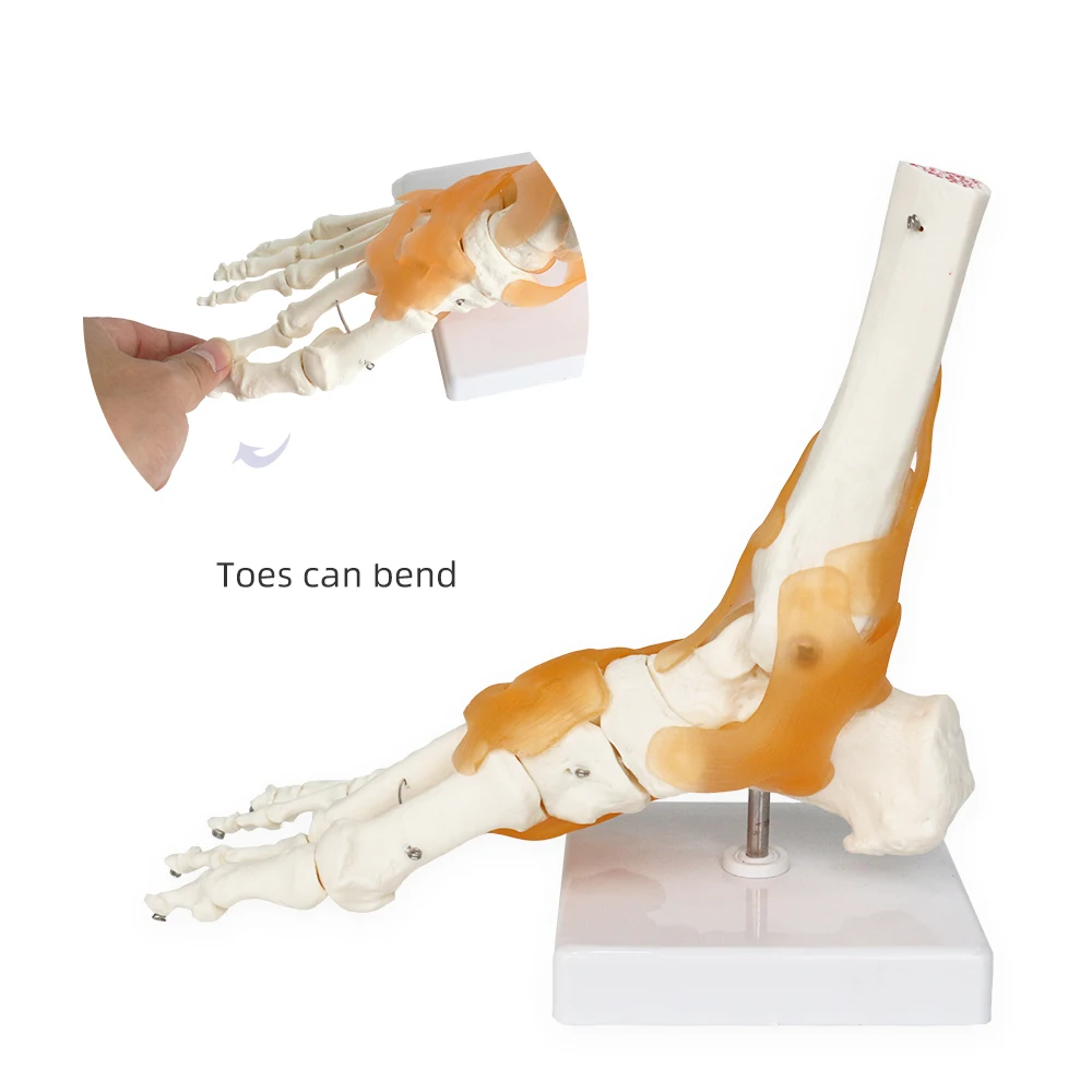 Foot Joint Model with Ligament FRT027 Functional Anatomical Human Skeleton PVC Ankle Bone Human Skeleton