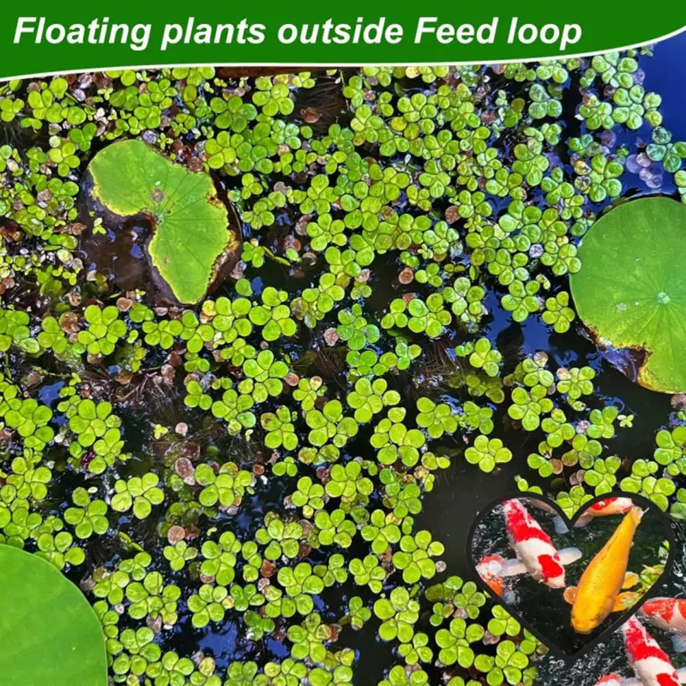 5Pcs Aquarium Floating Plant Ring Heart Shaped Fish Feeding Rings Betta Fish Tank Food Ring Plant Fence Corral for Keeping Float