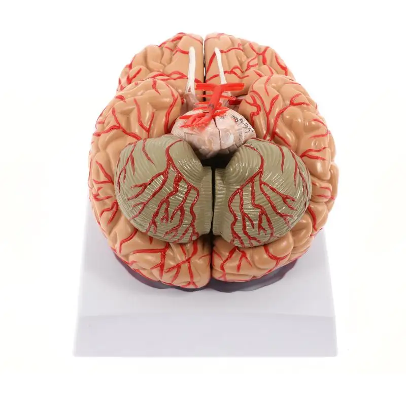 

Human Brain Model, Anatomically Accurate Brain Model 8-Part Human Brain Anatomy for Science Classroom Study Display for Teaching