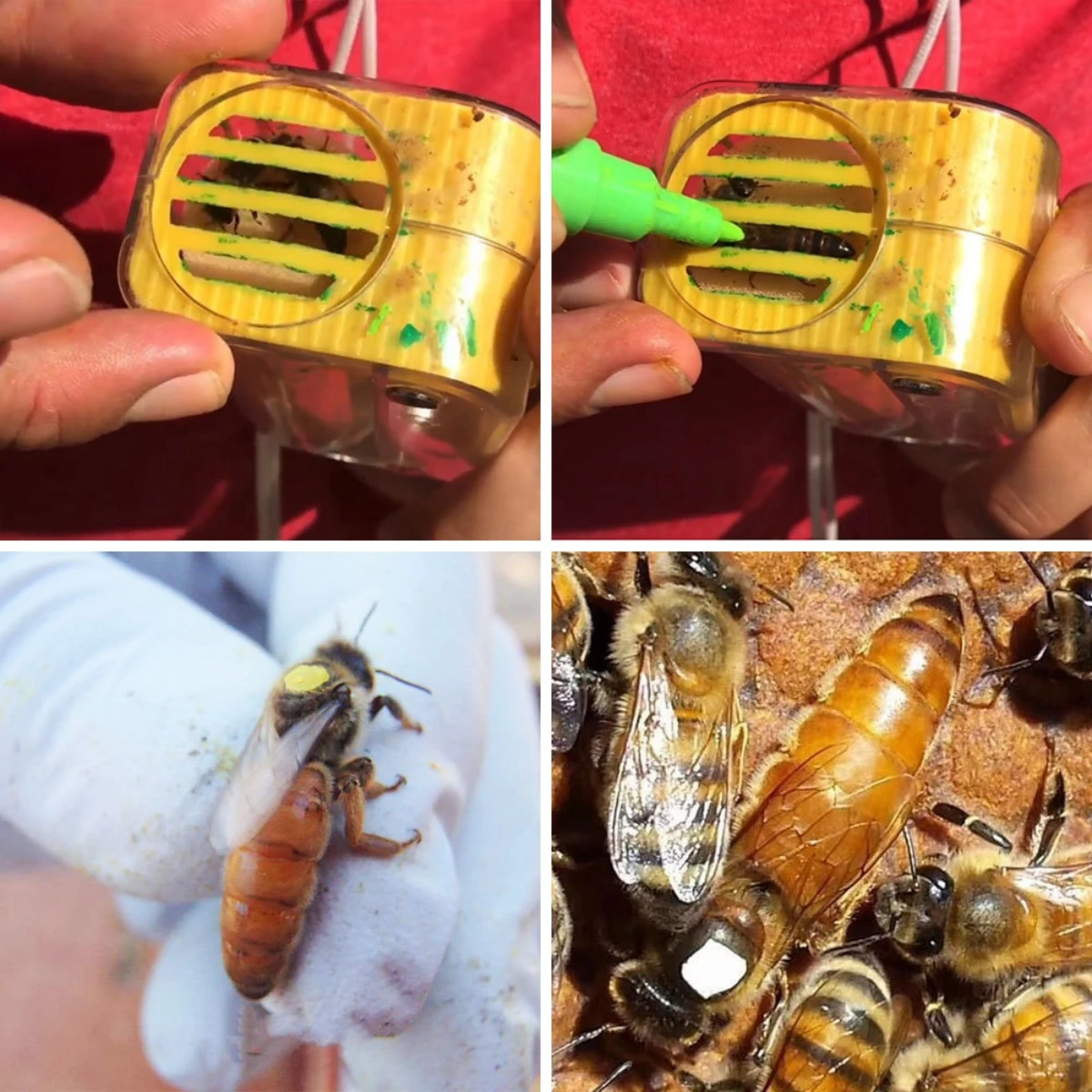 1Pcs Bee Queen Marking Catcher Plastic One Handed Marker Bottle Plunger Plush Beekeeper Tool Garden Beekeeper Queen Bee Catcher
