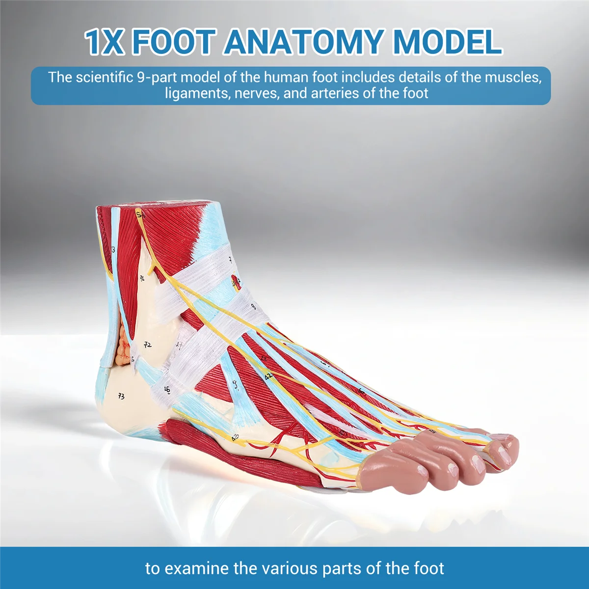 Human Foot Anatomy Model – 9 Parts 4