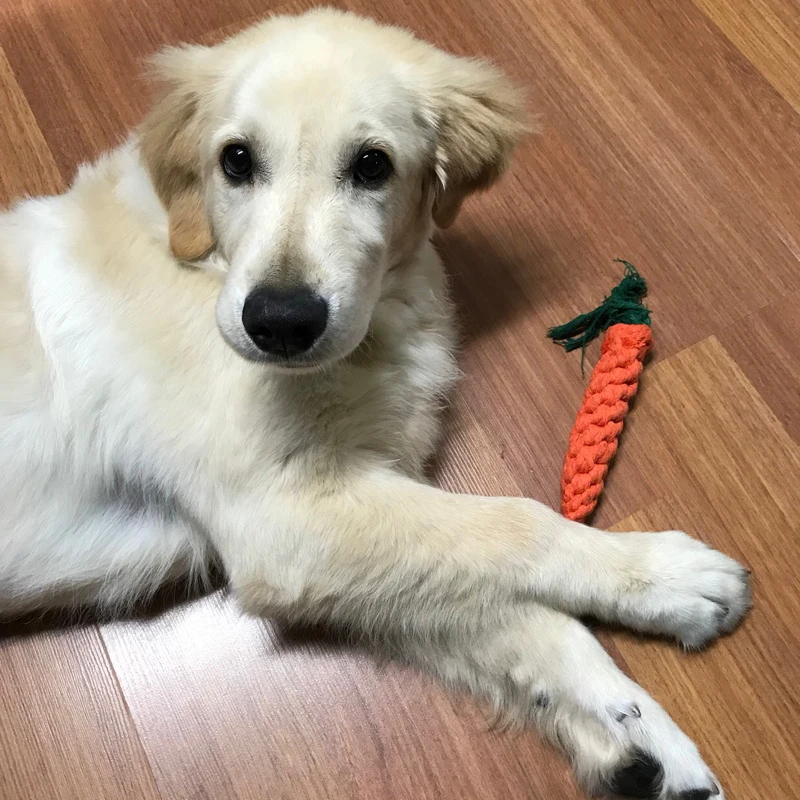 Cordes à nœuds en forme de carotte pour chiens - 2025 - Vêtement et accessoires pour chiens - Doglovedesign