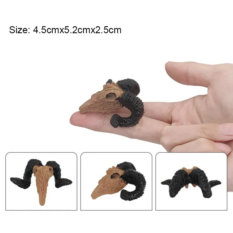 Goat head shape