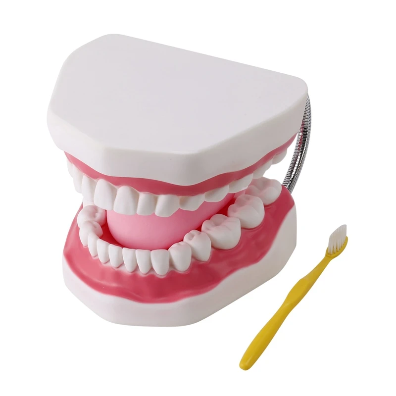 6-times-human-teeth-model-mouth-care-model-tooth-model-with-toothbrush-teaching-tool-science-teaching-model