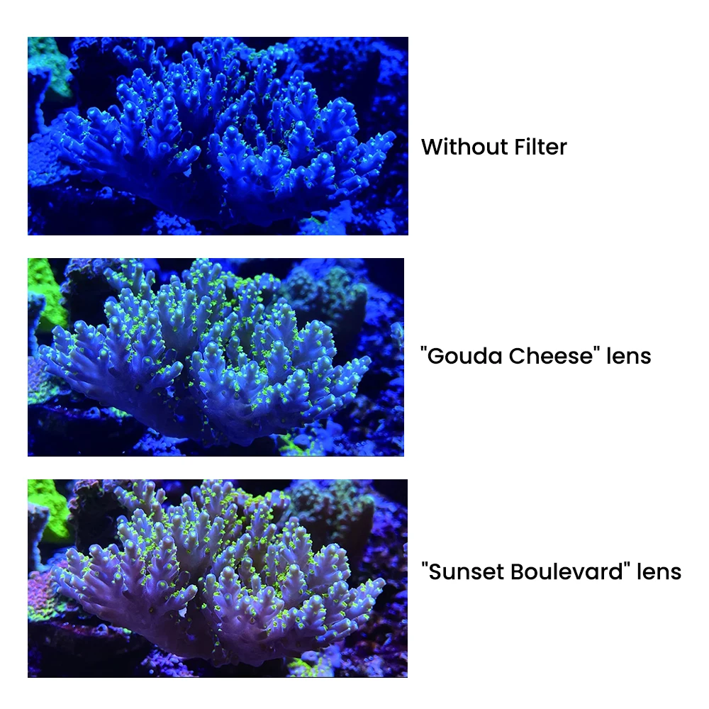 أكواريوم بيس مارينوس كورال فيجن نوكتيرنا لوبا ديب...
