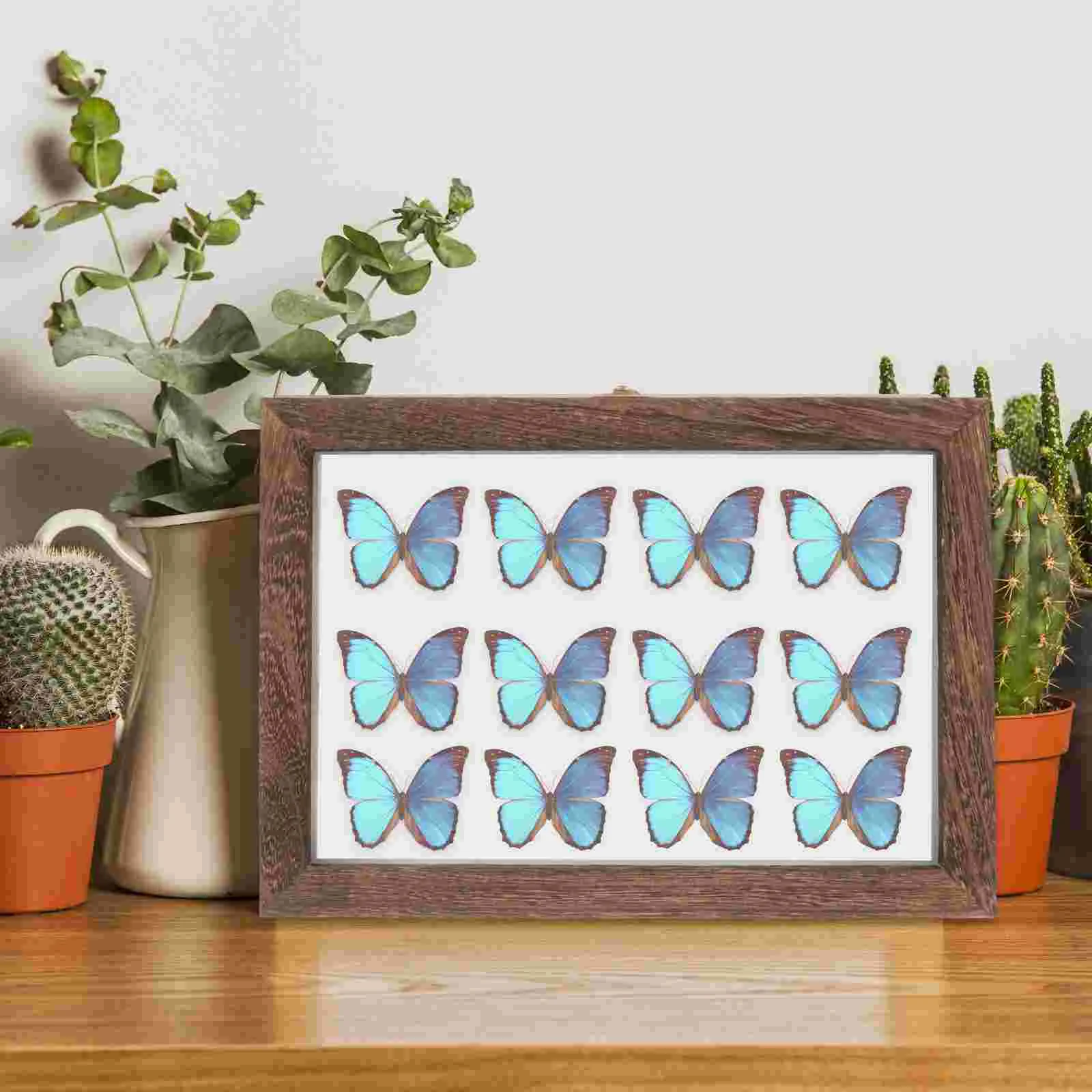 Wooden Specimen Display Case With Clear Lid - Entomology Shadow Box For Butterflies, Insects, Collectibles