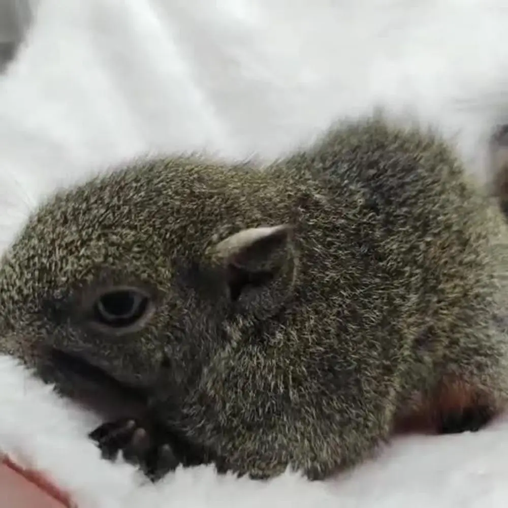 Mode Warme Plüsch Haustier Schlafsack Eichhörnchen Betten Hamster Käfig Haustier Hängematte – Detail 3