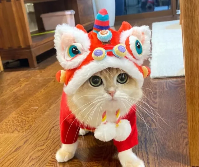 Pet Cat Hat New Year's Lion Dance Burr Hat Autumn and Winter Warm Headgear Festive Headgear 5