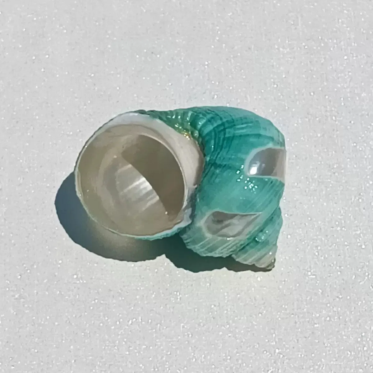 3개입 소라 풍차 모양 녹색 오일 달팽이 3.5-4.5cm 헤어밋 크랩 대체 껍질 어항 장식품 가정 장식