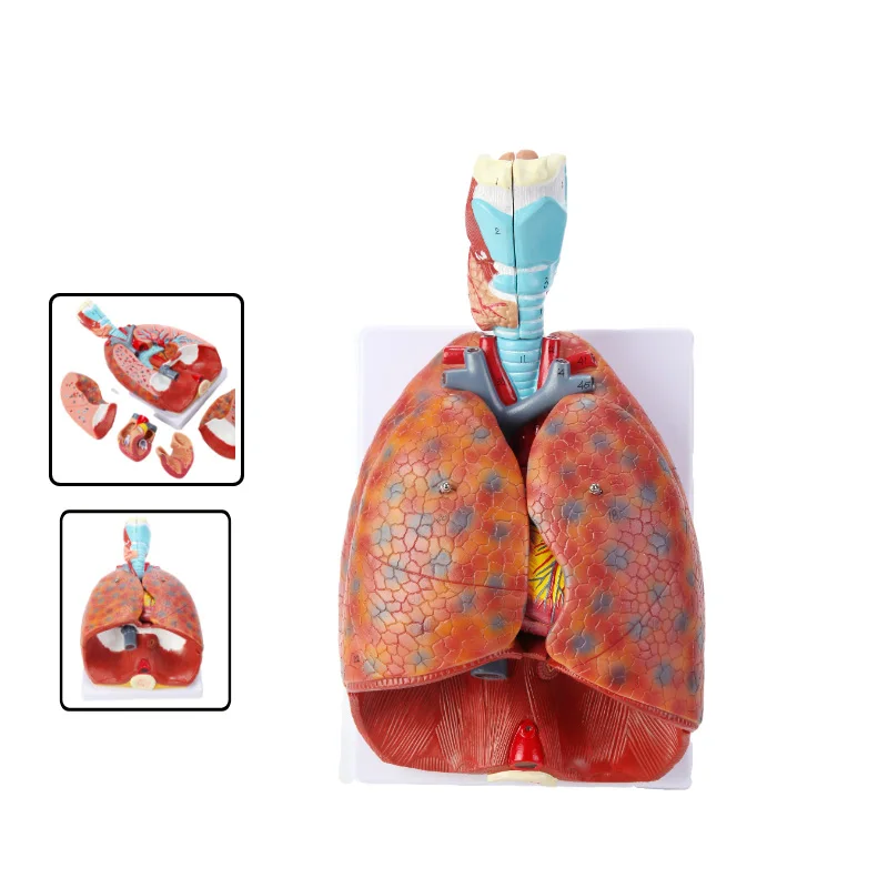 human-throat-cardiopulmonary-anatomy-model-respiratory-system-model-heart-lung-anatomy-medical-school-teaching-model