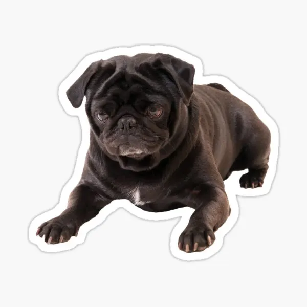 

Pug Irkı Type Dog Sticker Car Auto Bonding 17CM B6