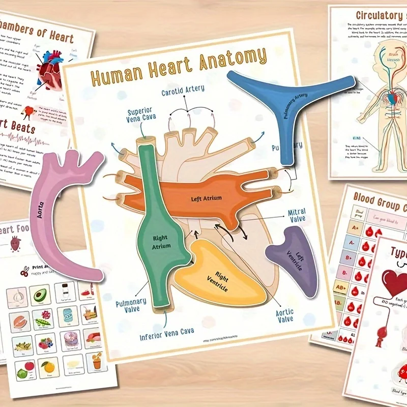 Human Anatomy Busy Book 5