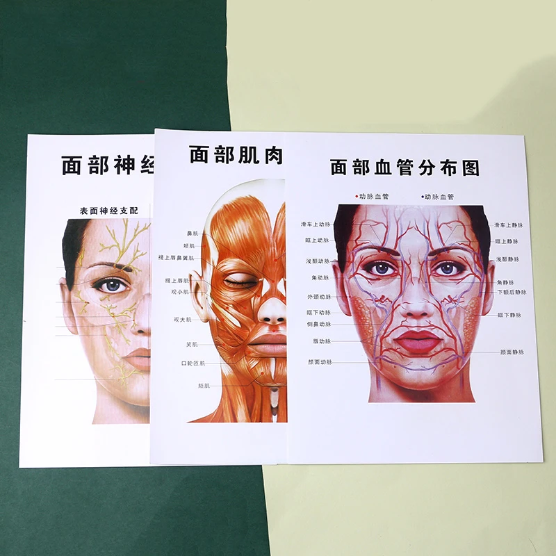 

Cosmetic Plastic Facial Vascular Distribution Map Neuromuscular Distribution Teaching Auxiliary Reference Poster Figure Three a