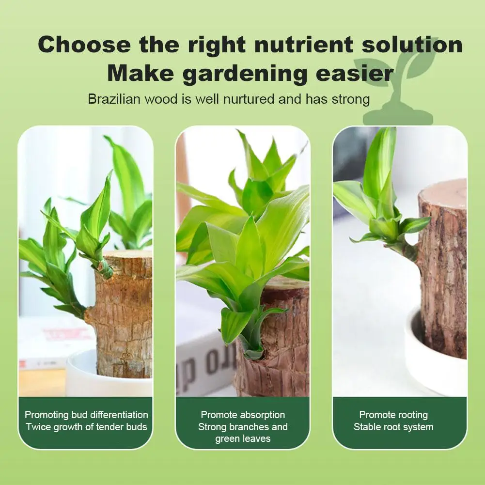 Description Picture 3 of itemNEW High-end Organic Hydroponic Nutrients 100ml Brazilian Wood Plant Fertilizer Indoor Plant Fertilizer For Lucky Wood Root