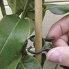 100PCS Garden Plant Clamps for Climbing Vine Support Clip Tomato Vegetable Flower Stem Holding Lever Loop Fixer 2 Sizes Reusable 3