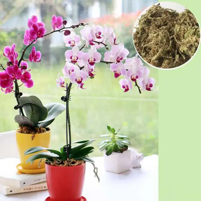 6/12L Sphagnum Moha Moss Hidratáló Táplálkozás Organic Mertiler Protect Orchide Zamatos Növényi Gyökerek Diy Virág Edény Otthoni Kert - Image 3
