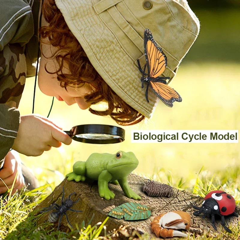 Simulated Animal Model Educational Toys