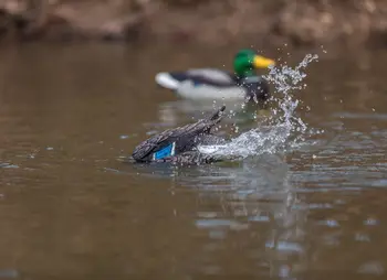 Water Motion Duck Hunting Decoys, Lucky Agitator 3
