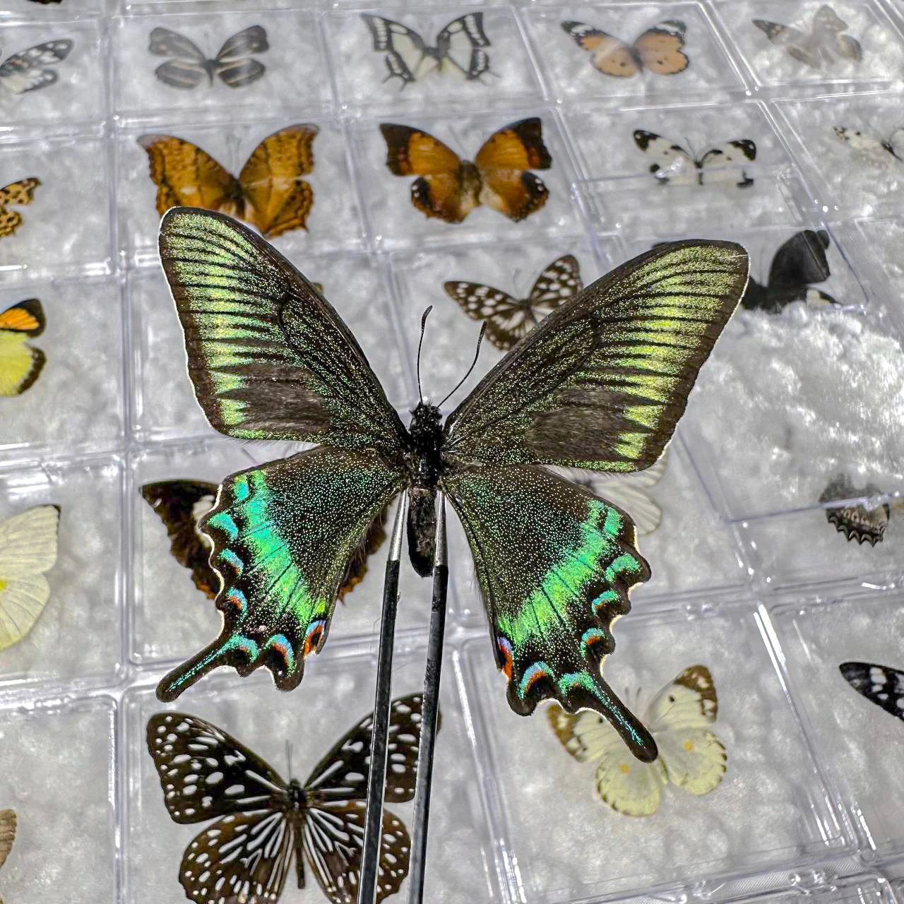 5pcs/10pcs Butterfly Specimen Birthday Gift Home Decoration Acrylic box Take Out Insect Sample Collection DIY 5