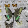 5pcs/10pcs Butterfly Specimen Birthday Gift Home Decoration Acrylic box Take Out Insect Sample Collection DIY 5