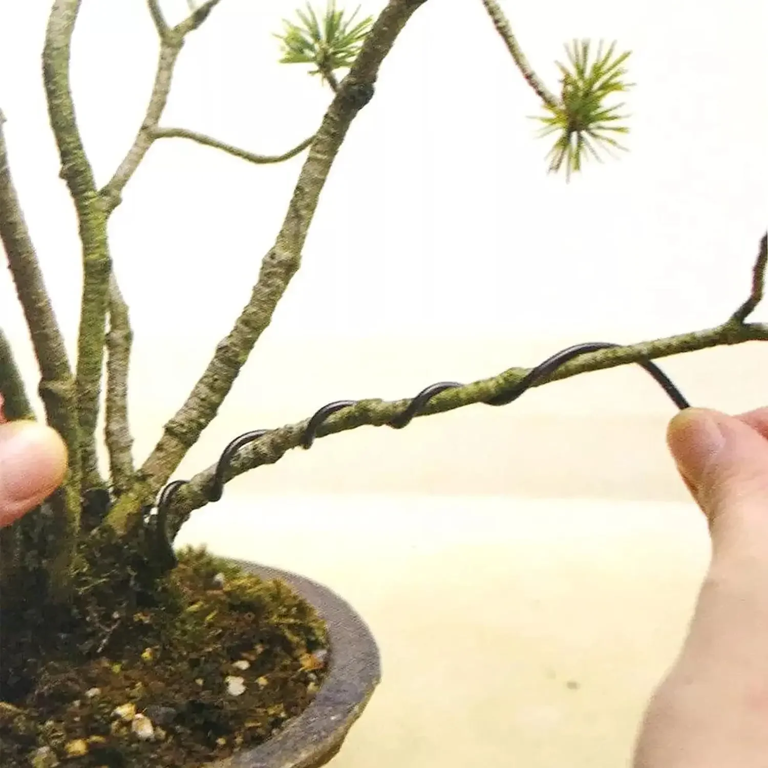 1/2/3mm 분재 와이어 5m 나무 훈련 와이어 알루미늄 와이어 식물 훈련 와이어 실내 분재 나무 형성을위한 검은 정원 와이어