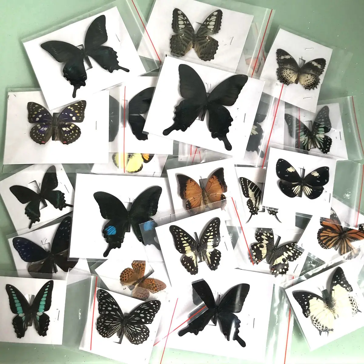 

20 шт. натуральный разборный Rhopalocera / Le Butterfly/образец бабочки, декоративный материал