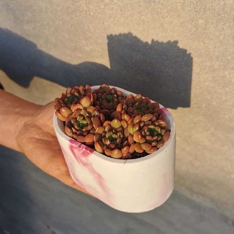 Flower Pot Mold Silicone Succulent Flowerpot Plant Vintage Mould Concrete Cement NEW
