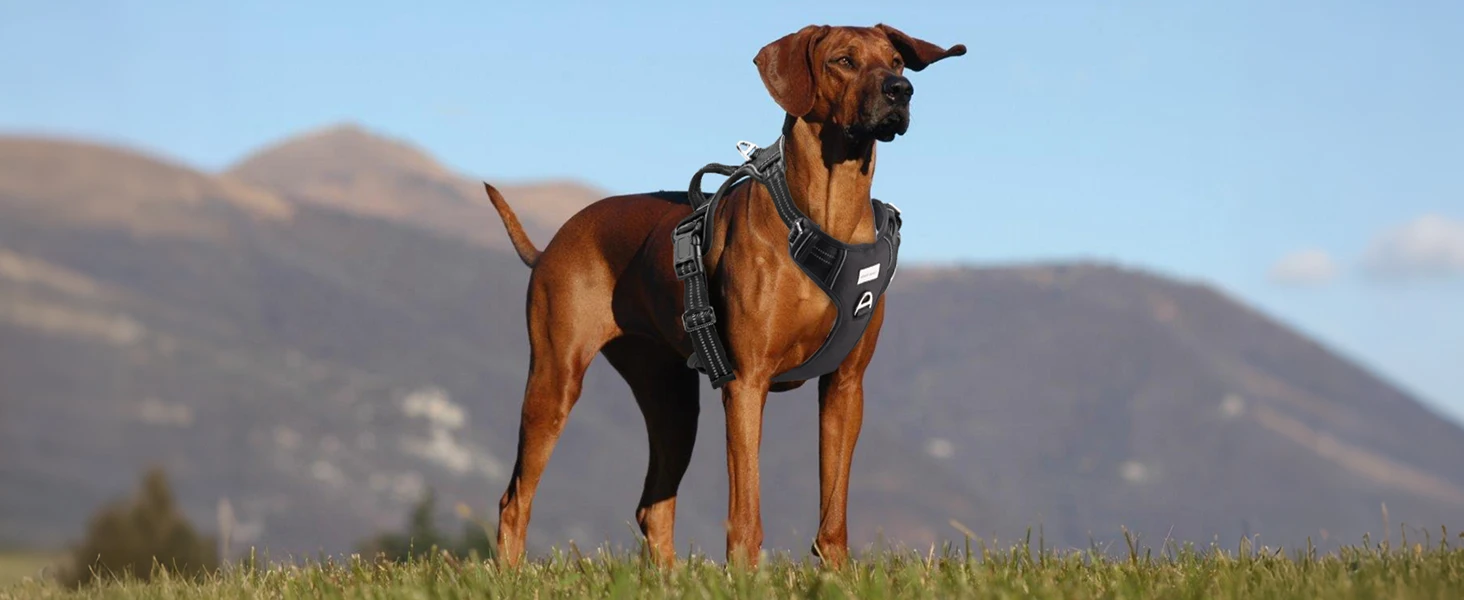 Maxetodo No-Pull Adjustable Dog Harness for Large Dogs - Reflective, No-Choke, Soft Padded Vest with Breathable Mesh