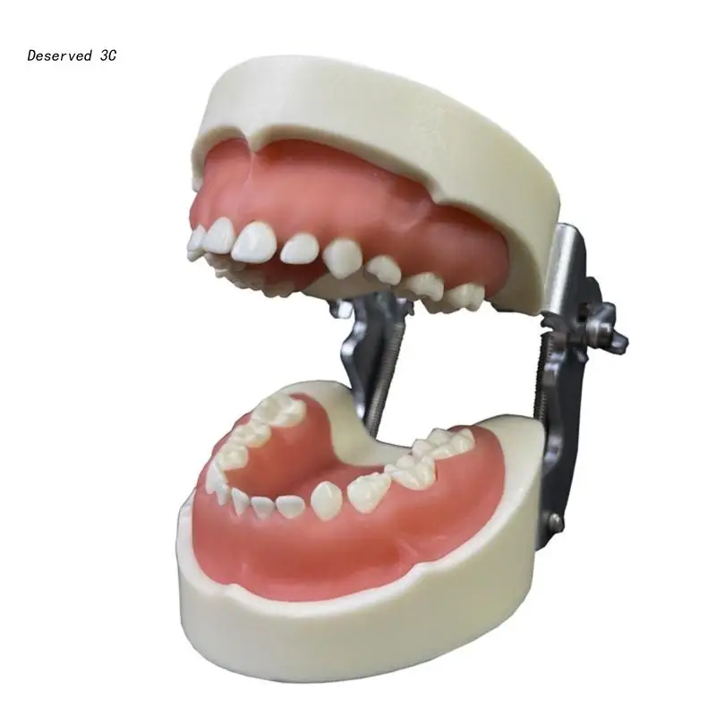 

Teeth Model,Kid Dental Teaching Study Supply Typodont Demonstration Teeth Model