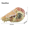 Nautilus