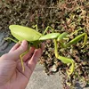 RC Animal Robot Antistress Insect Toys Infrared Simulation Spider Bee fly mantis Electric Toy for Children Prank Insects pet toy 4