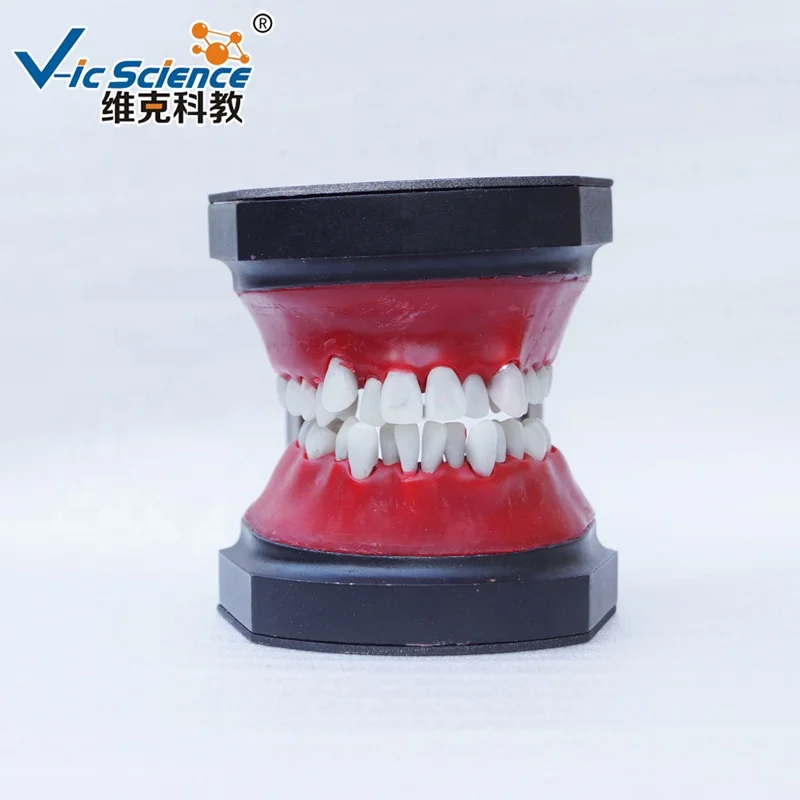 

B11 Typodout Model Medical Orthodontic simulation training teeth model