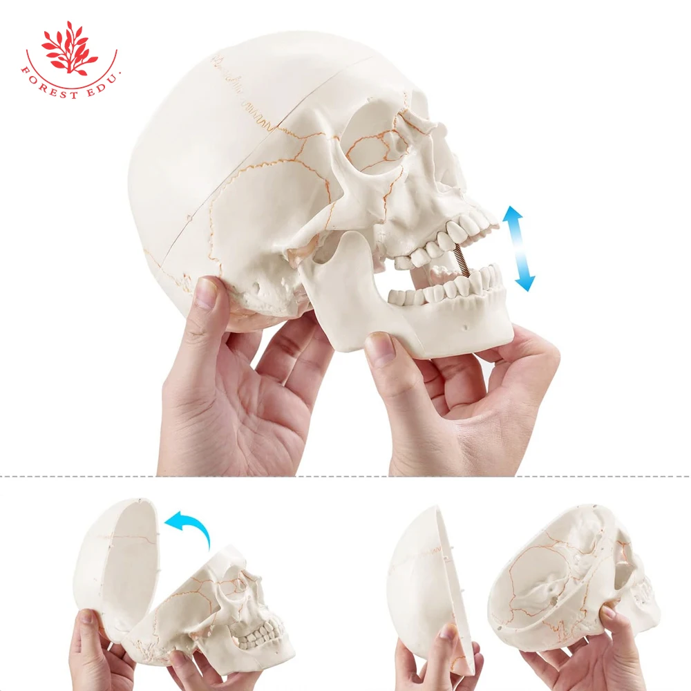 Human Skeleton FRT020 Life Size Model Suture Line Signed Medical Science Educational Tools Skull Anatomical Model