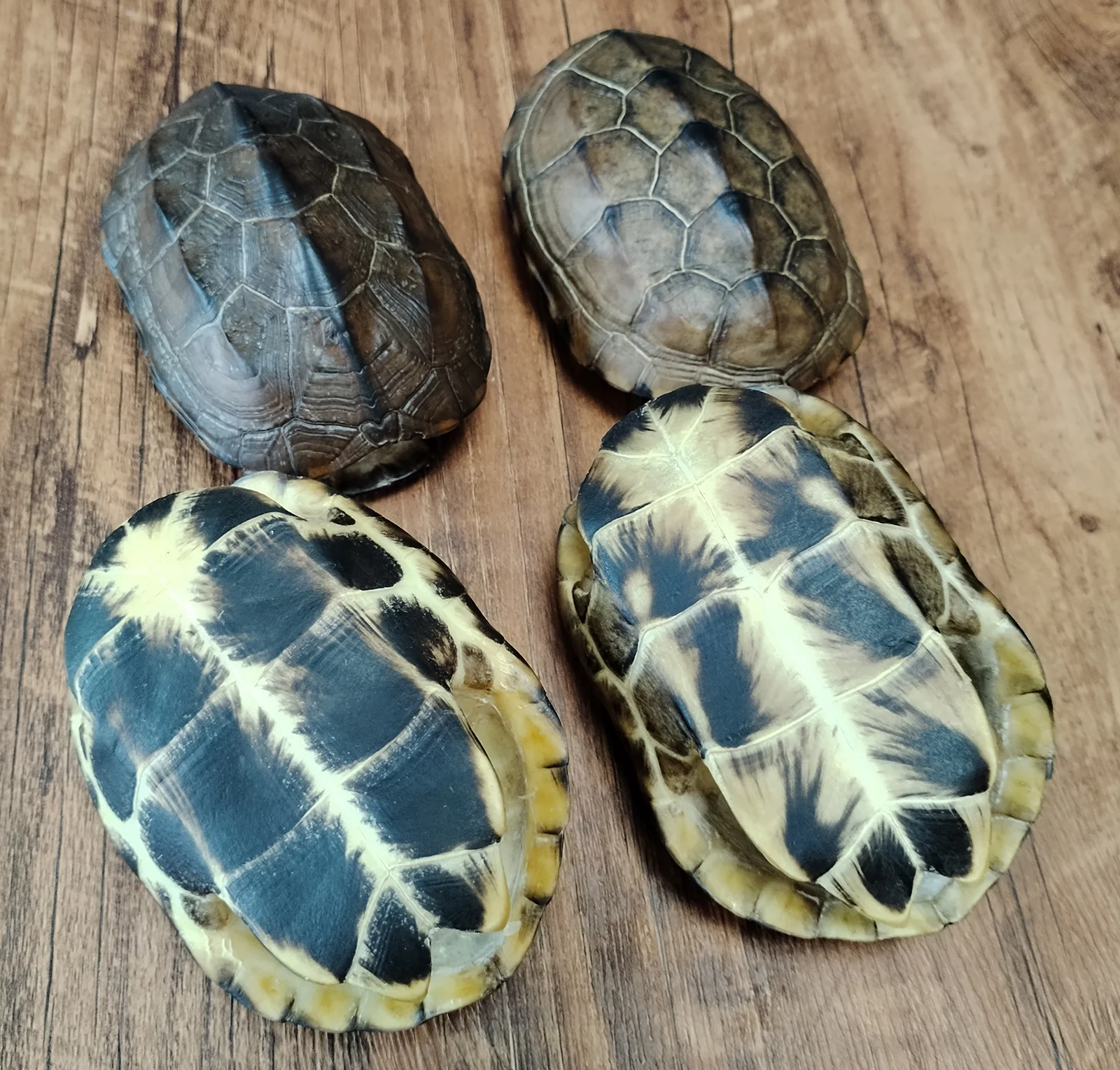 天然亀の甲羅、本物の動物の骨標本コレクション動物剥製家の装飾