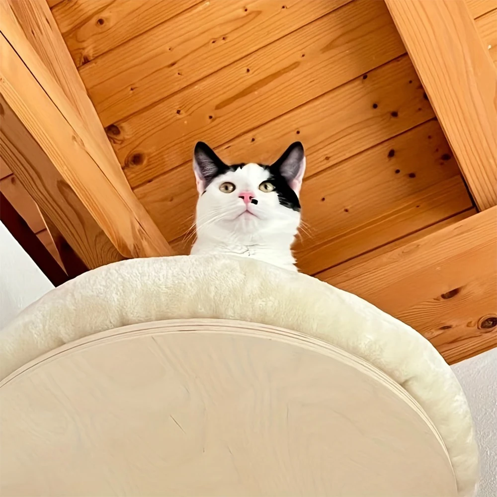 Climbing Wallmount Bed/Scratching Post 2