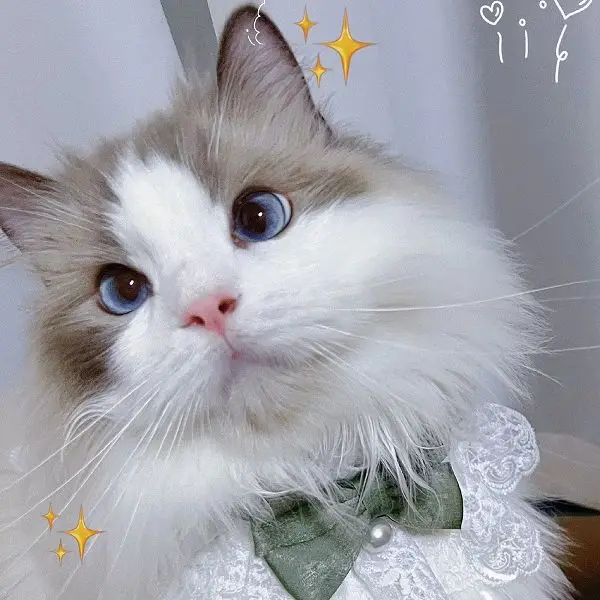 Super Star Pet Store