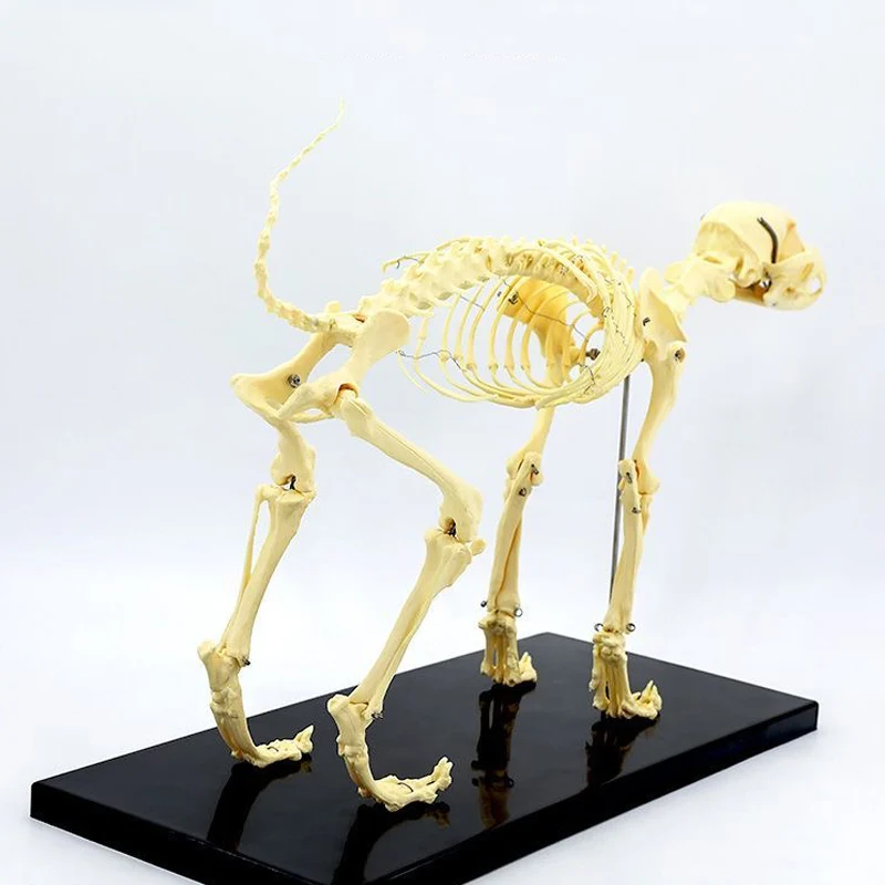 Small Size Dog Skeleton Anatomical Model Medical Science Education Bones Skeleton Specimen Model Teaching Leaning Study Tool