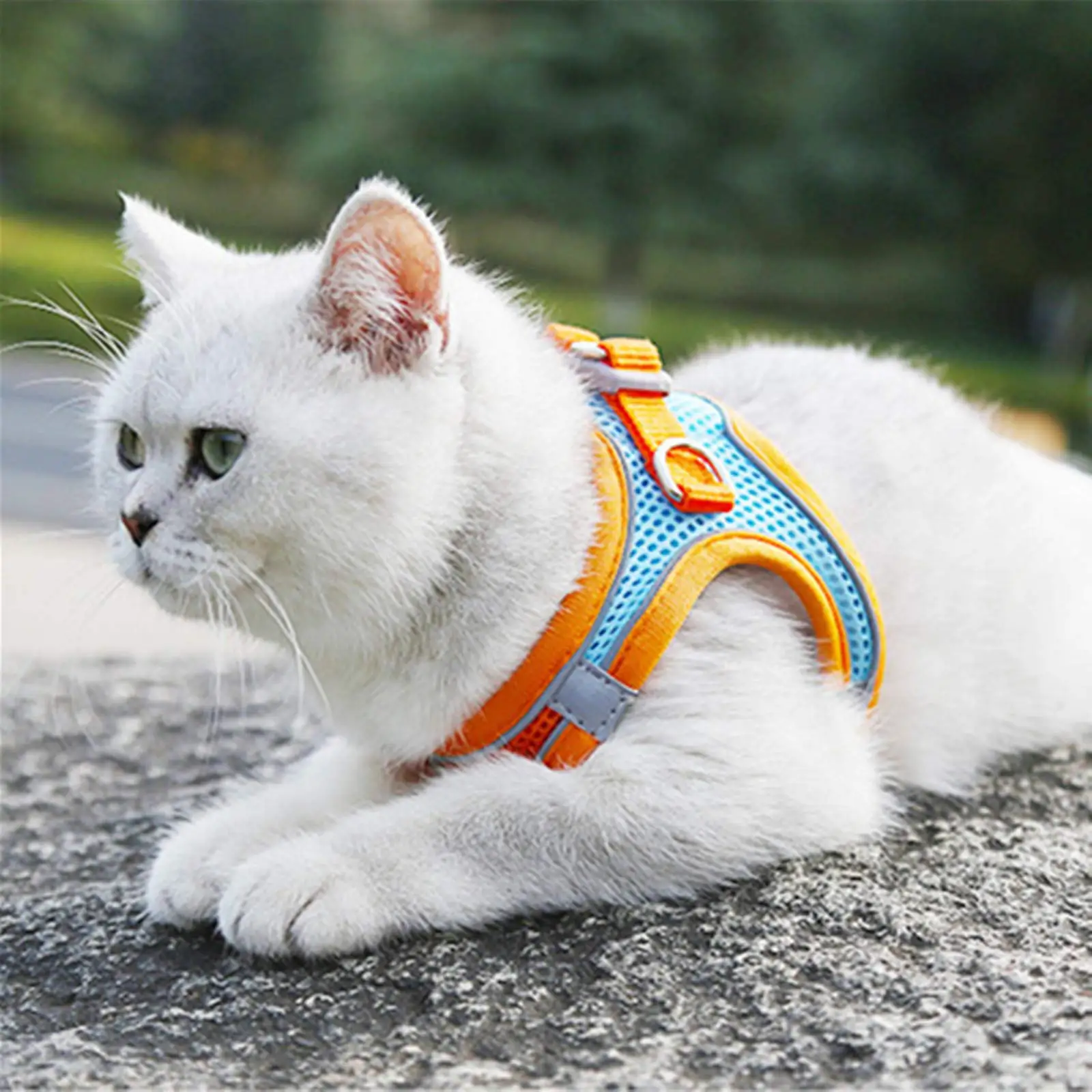 Ensemble harnais et laisse pour chat accessoire en Nylon respirant confortable r glable pour chaton Durable