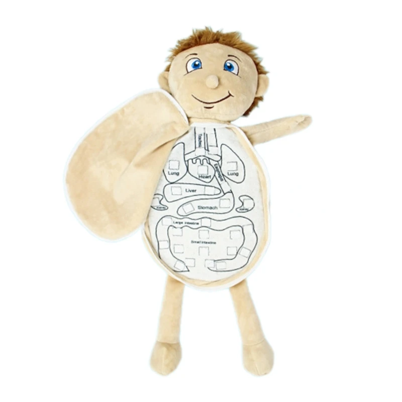 Fascinating Human Body 3D Model for Toddler Students and Medical Enthusiasts to Learn Anatomy and Recognize Organs 4