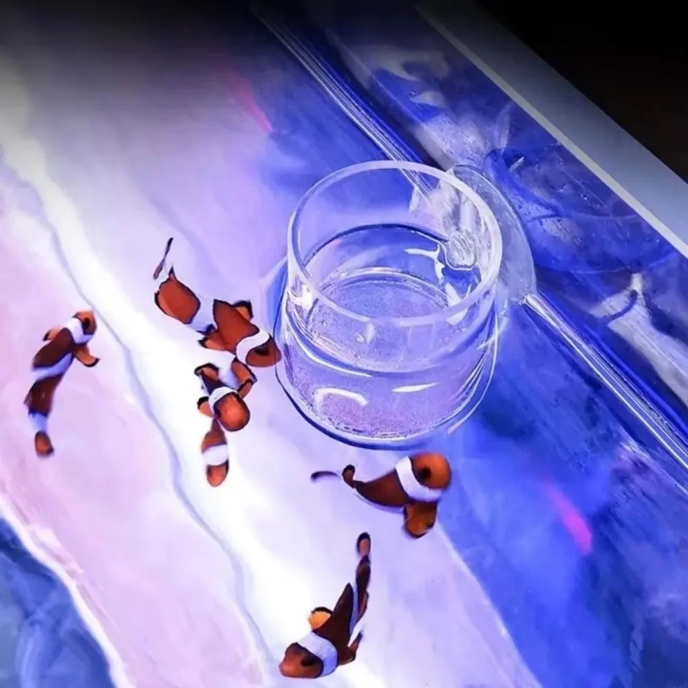 Acrylic Transparent Fish Feeder with Suction Cup for Aquariums