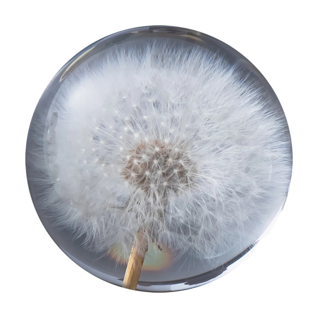 

Elegant Decoration Dandelions Crystal Ball Resin Materials Gift Choice Dandelions Dream Ball