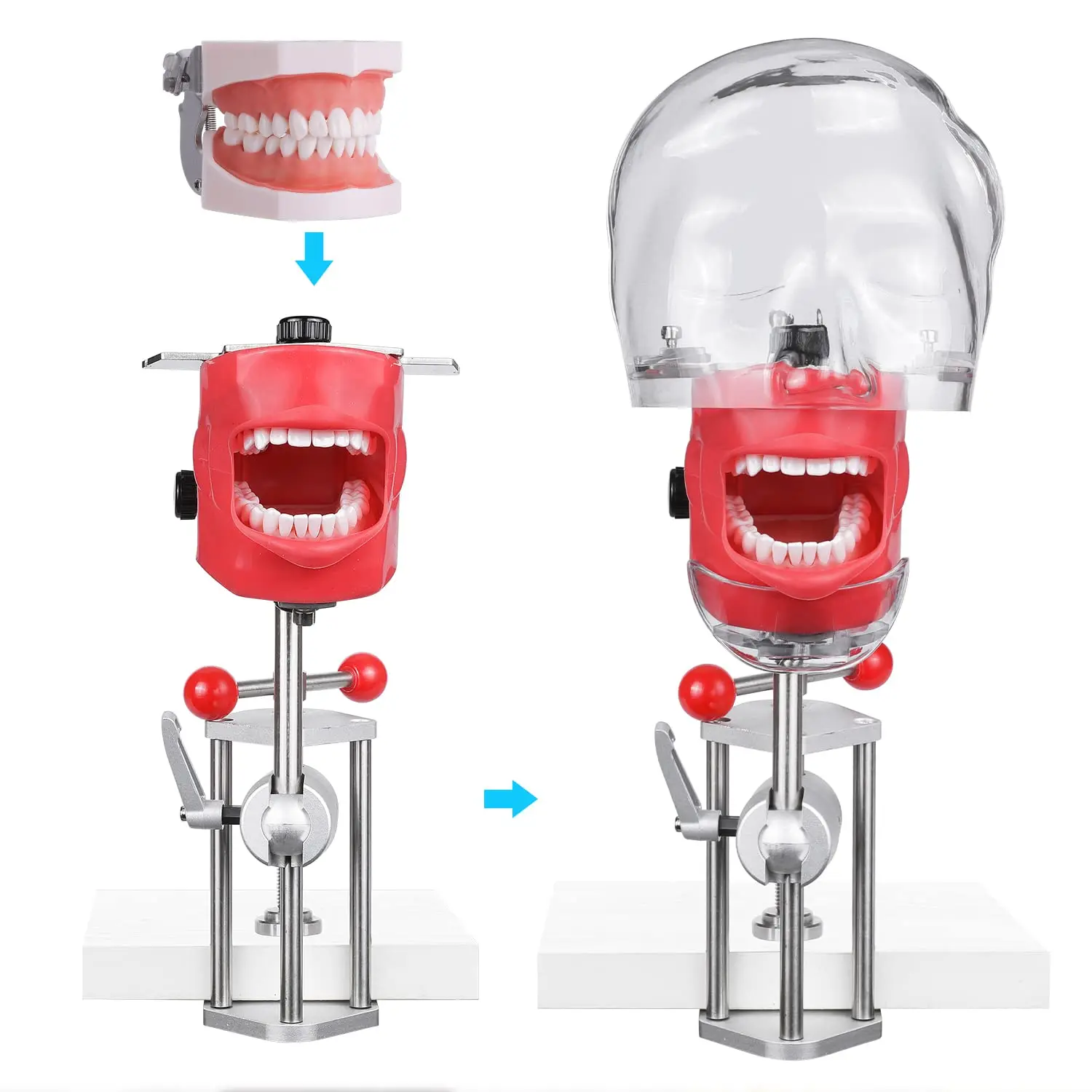 Simple Head Model Dental Simulator Phanto With 28 Typodont Teeth Model Manikin Head Model For Dentist  Dentistry Training Unit