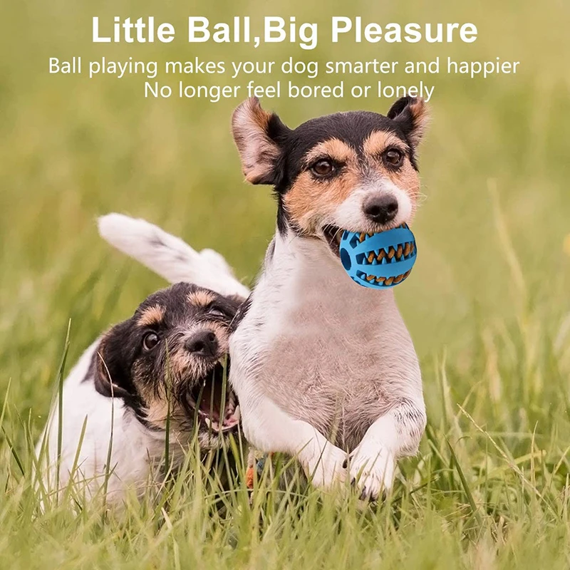 Best Interactive Pet Toys to Fight Boredom & Loneliness