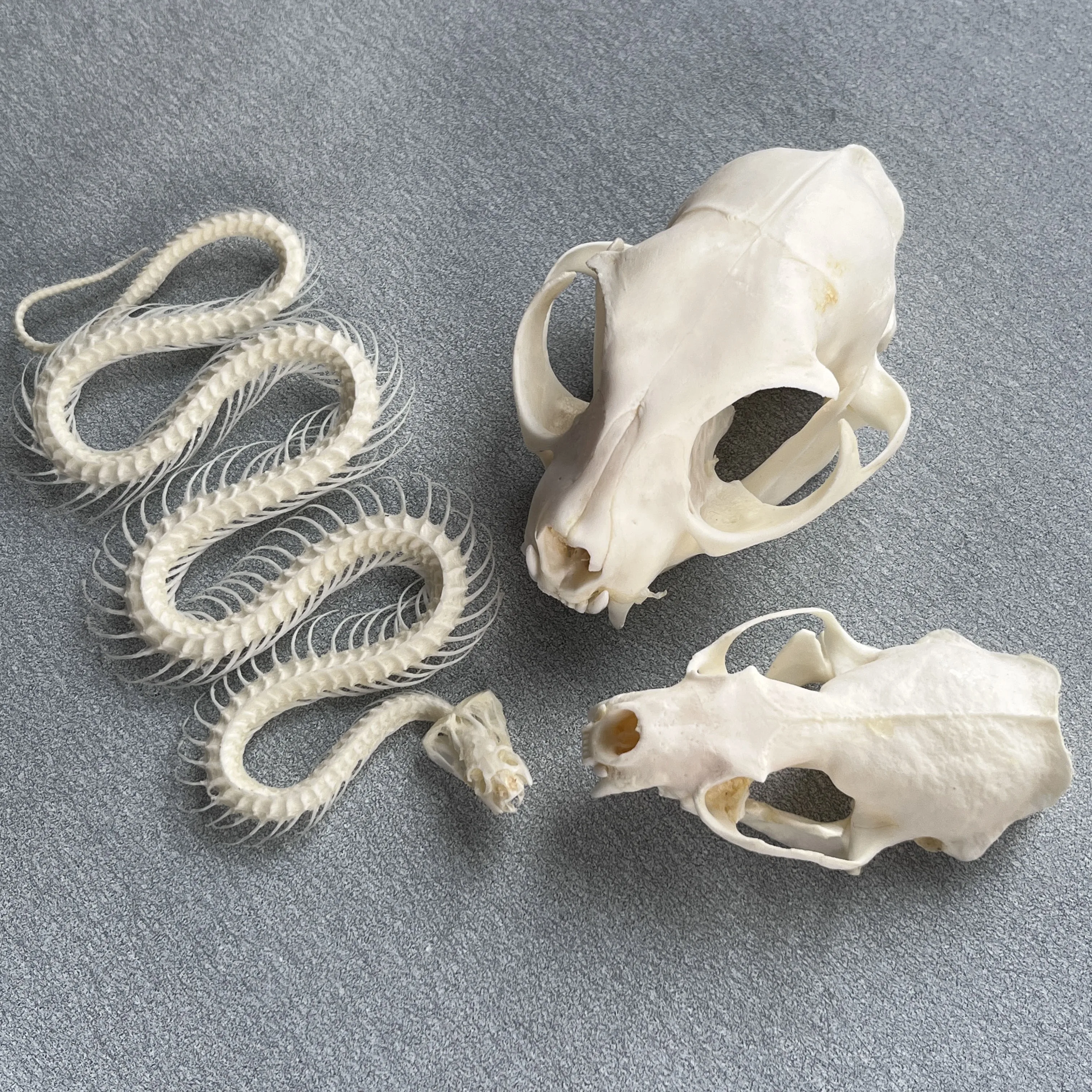 3pcs Taxidermy Combination Real Bone Skull, Home Decor, Specimen Collectibles Study, Special Gifts 2