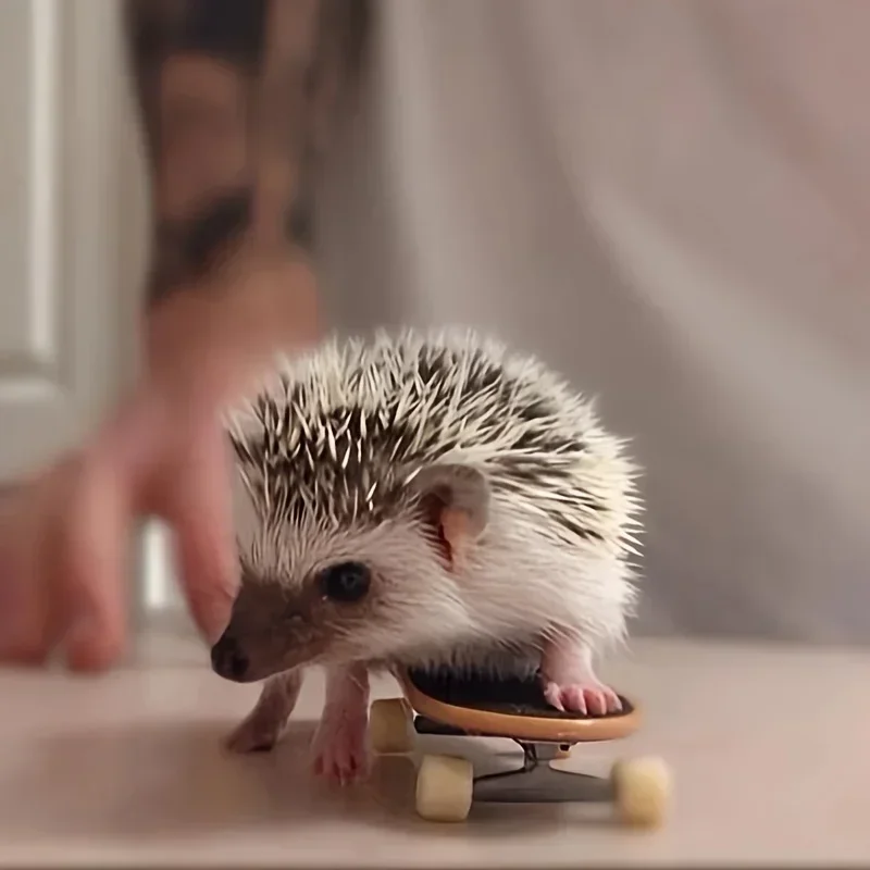 Anti-Slip Frosted Skateboard Toy for Hamsters-Fun & Safe Small Pet Playtime!