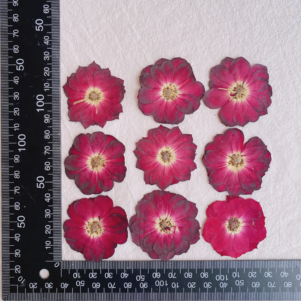 Rose Real Flower Dry Flower Plant Specimen Manual Photo Frame