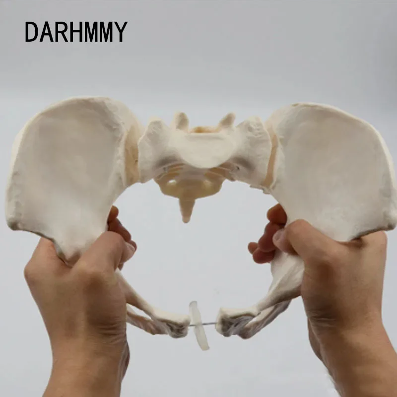 

DARHMMY 1:1 Pelvis Model Human Skeleton Model Specimen Hip Skeleton Anatomy Medical Tool school Pubis Skeletal Educational