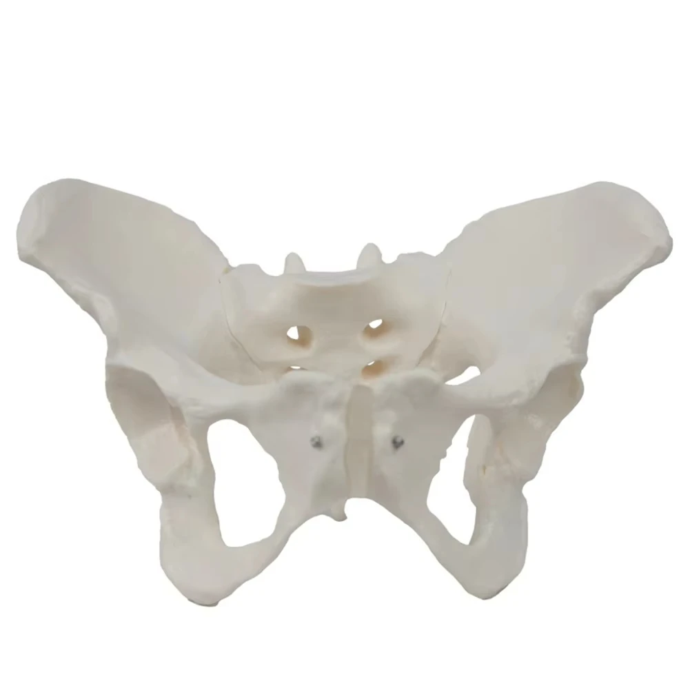 Strumenti didattici medici Modello scheletro in PVC Attrezzatura didattica per studenti Modello dell'articolazione del ginocchio Modello della pelle Modello vertebrale - immagine 4